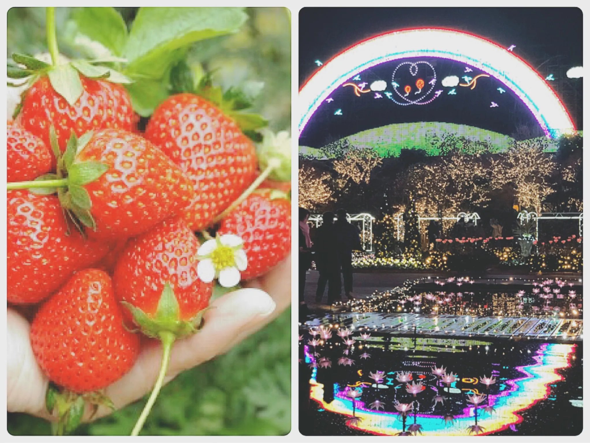 🍓 이와후네 과일 공원 (이와후네 후르츠 파크)